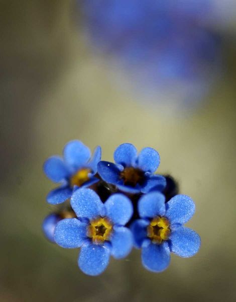 AK, Arctic NWR, Alpine forget-me-not flowers